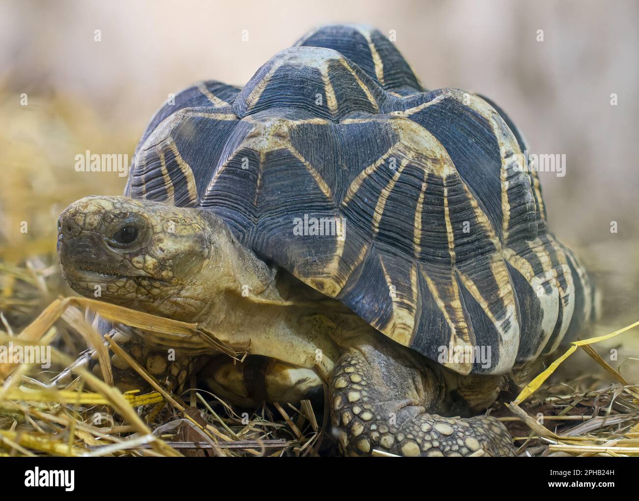 Primo piano frontale di una tartaruga stellare birmana (Geochelone platynota) Foto Stock