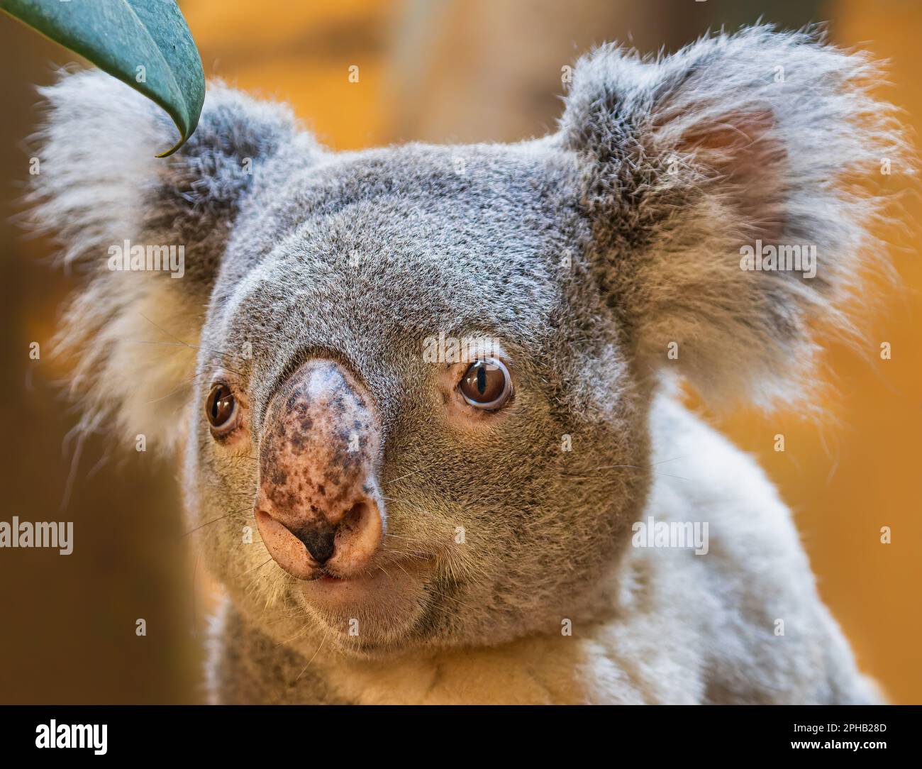 Vista ravvicinata di un koala (Phascolarctos cinereus) Foto Stock