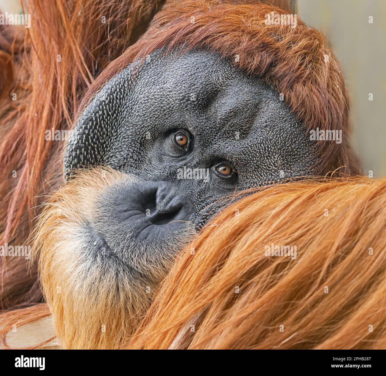 Vista ravvicinata di un vecchio orangutano maschio (Pango pygmaeus) Foto Stock