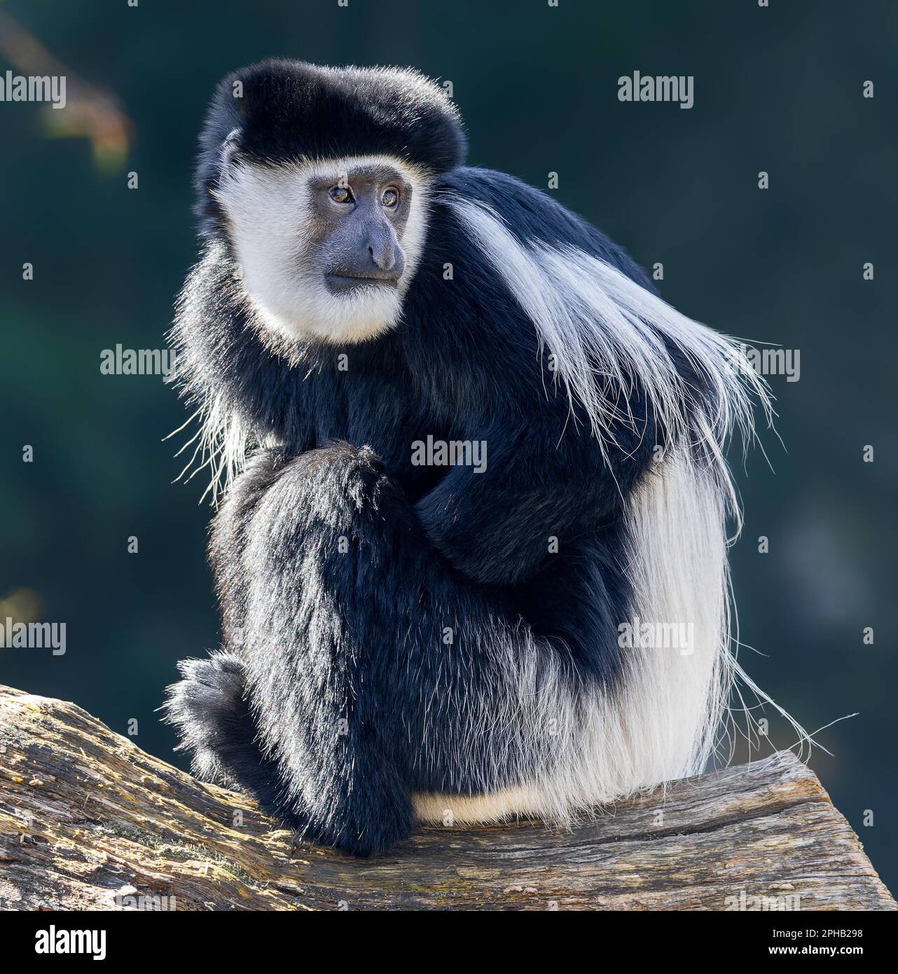 Vista ravvicinata di una guereza (Colobus guereza) Foto Stock