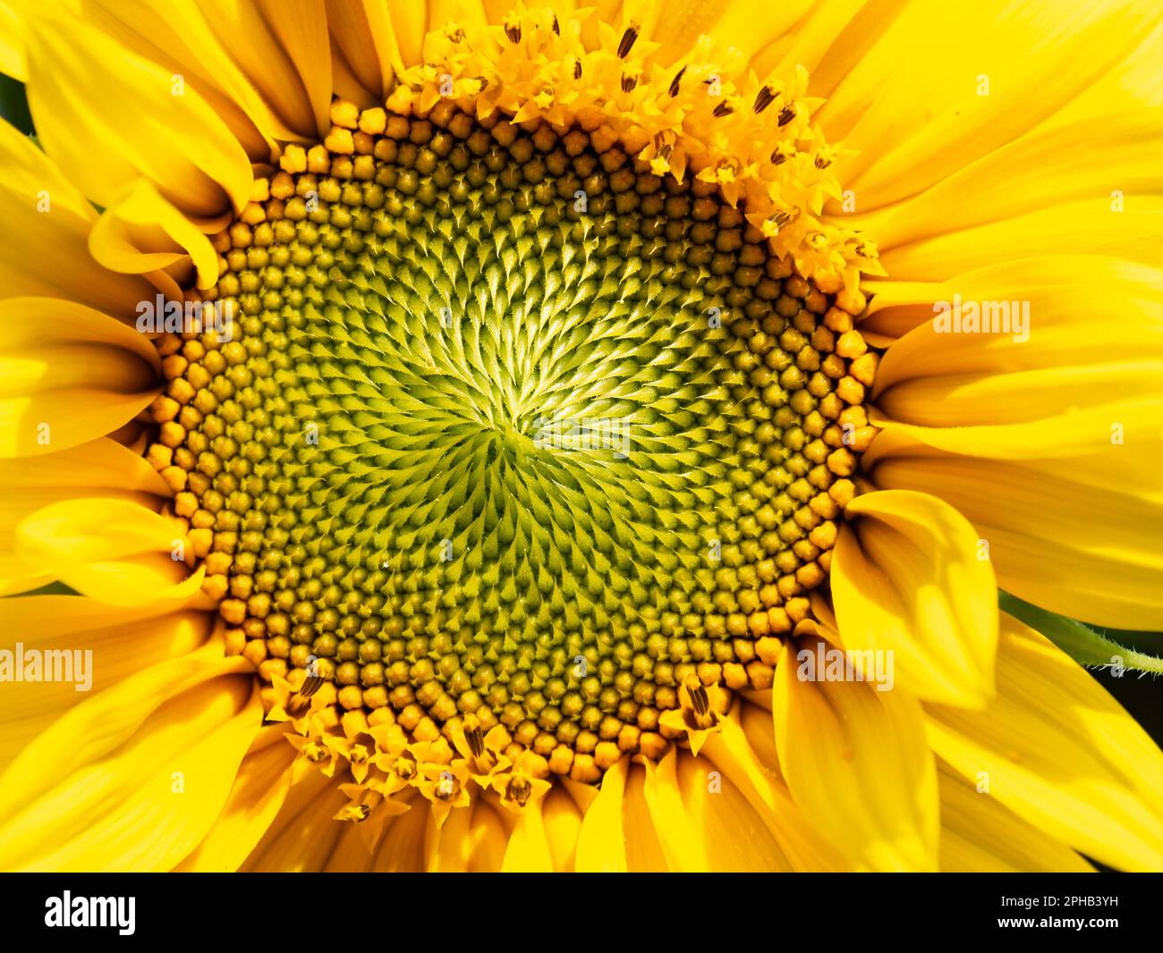 Primo piano del cuore di girasole giallo, Helianthus annuus Foto Stock