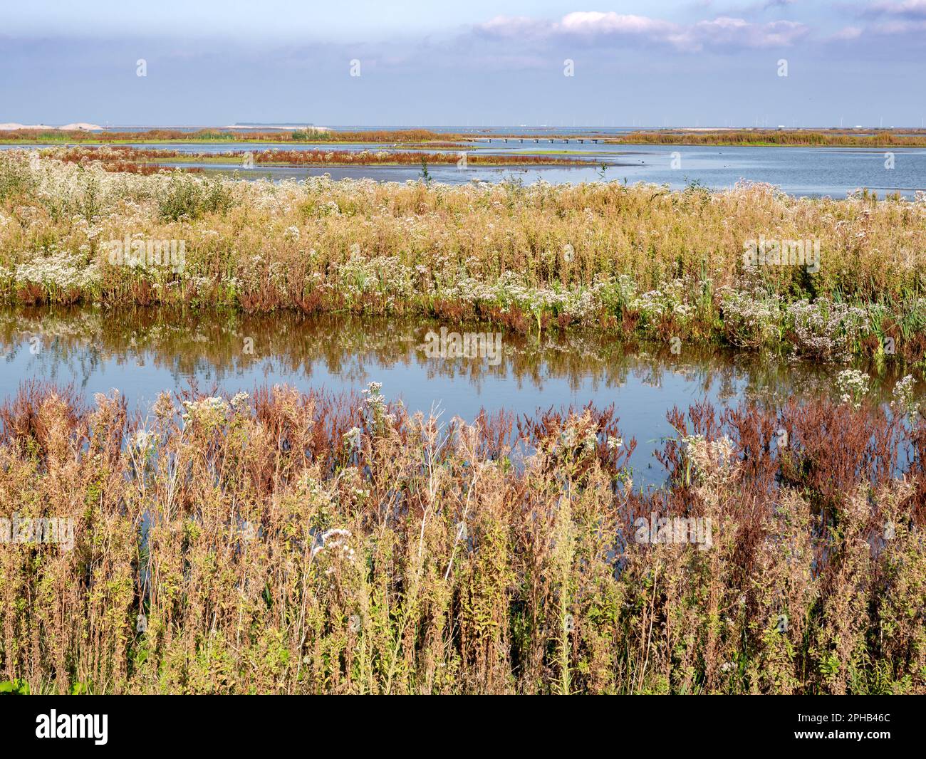 Paludi con vegetazione paludosa, zone fangose, piscine poco profonde, insenature e acque riparate e poco profonde sull'isola di Marker Wadden, Paesi Bassi Foto Stock