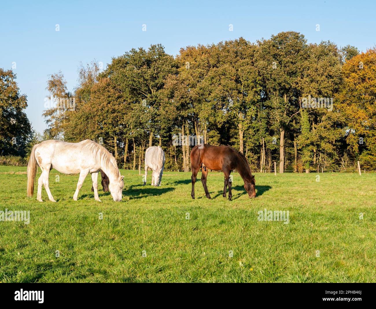 Cavalli al pascolo che mangiano erba in autunno vicino alla città di Ootmarsum, Overijssel, Paesi Bassi Foto Stock