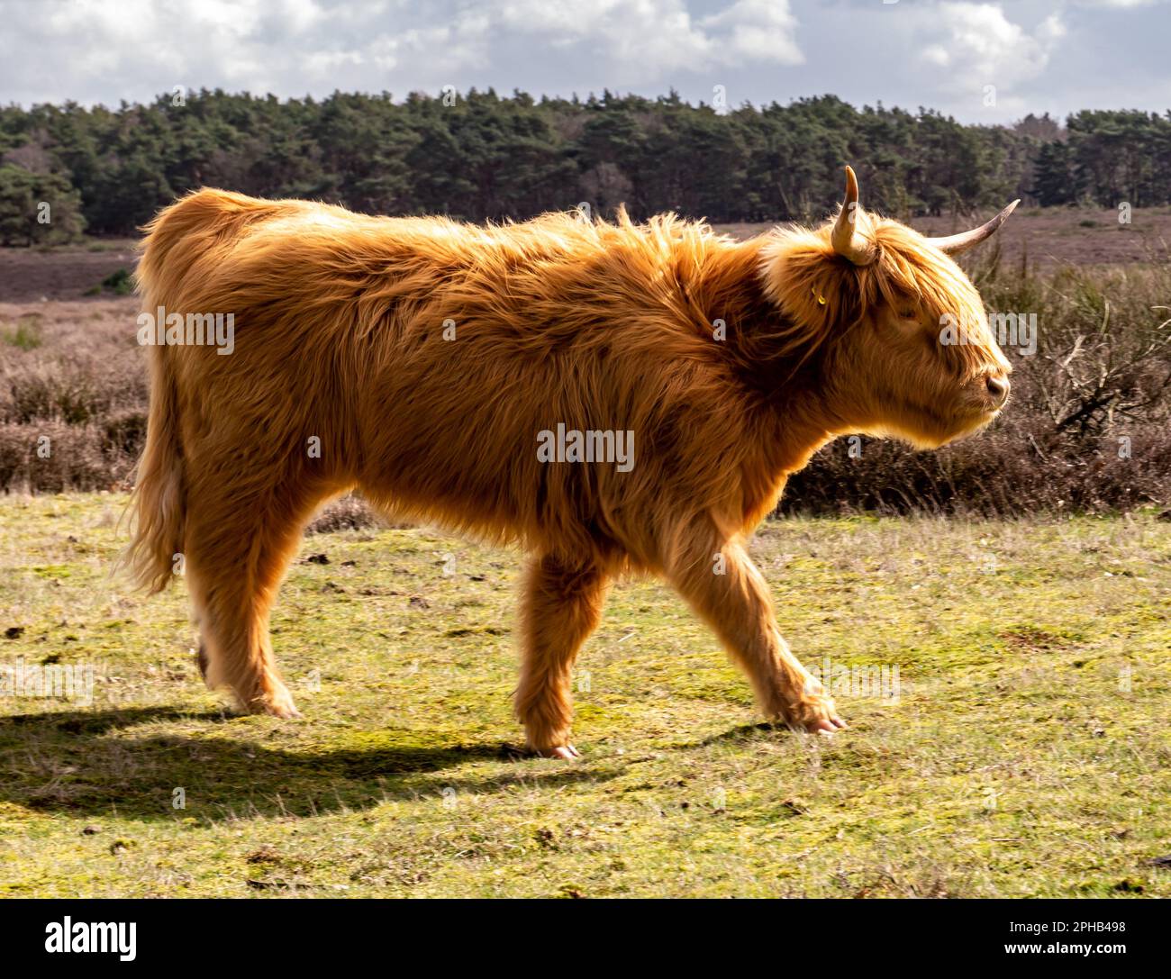 Mucca scozzese, giovane con capelli lunghi e corna, camminando nella riserva naturale Westerheide vicino a Hilversum, het Gooi, Paesi Bassi Foto Stock