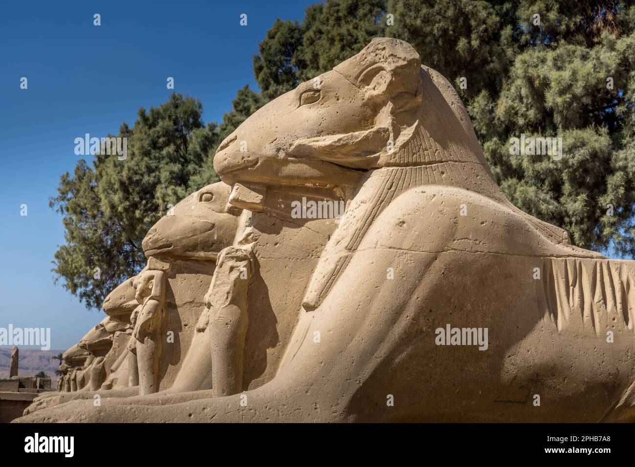 Viale dei montoni di fronte al tempio di Karnak, Luxor Egitto Foto Stock