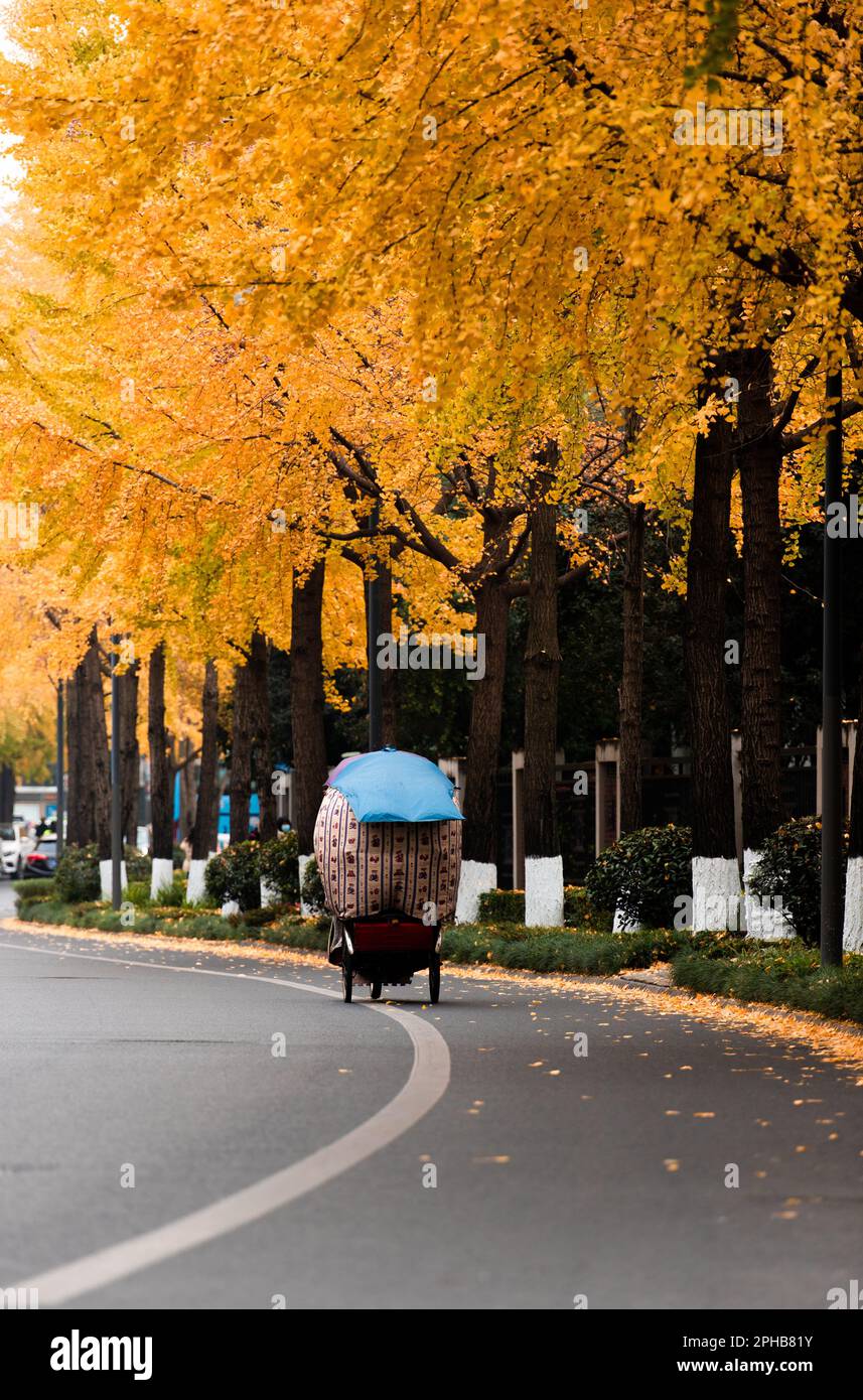Un risciò su una strada che passa accanto agli alberi d'autunno dorati. Foto Stock
