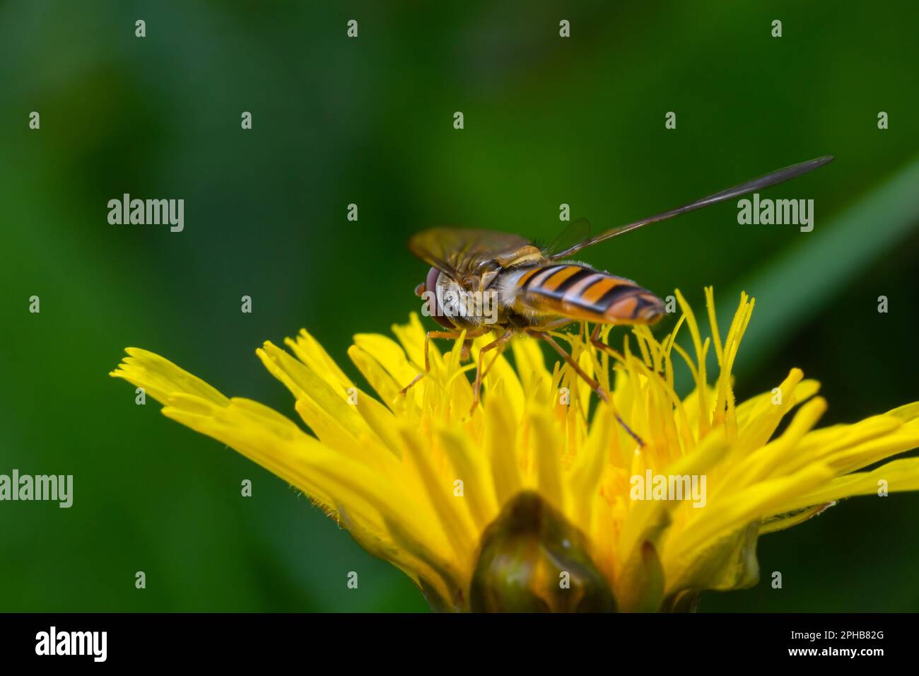 Sorvola di marmellata, Episyrphus balteatus, posta su un fiore giallo. Foto Stock