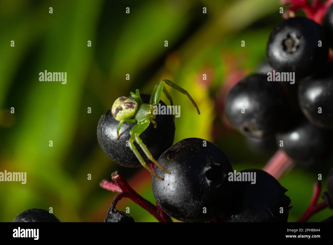 Il ragno di granchio verde, Diaea dorsata, siede in agguato per la preda sulle bacche di sambuco. Foto Stock