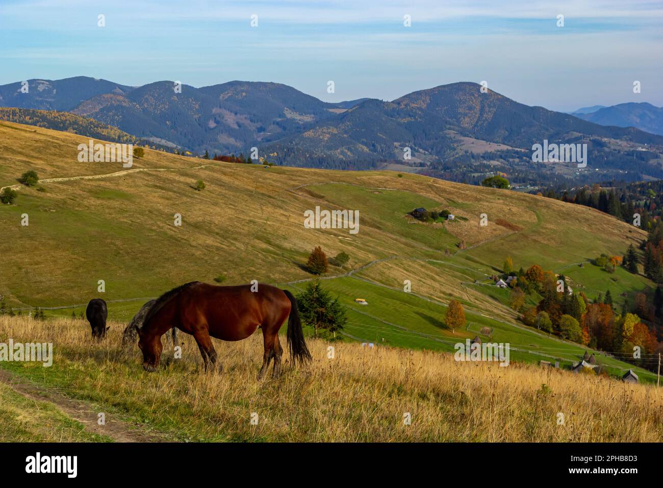 I cavalli pascolano nei pressi della montagna nei primi mesi dell'autunno. Cavalli affinati pascolano in un pascolo in montagna. Foto Stock