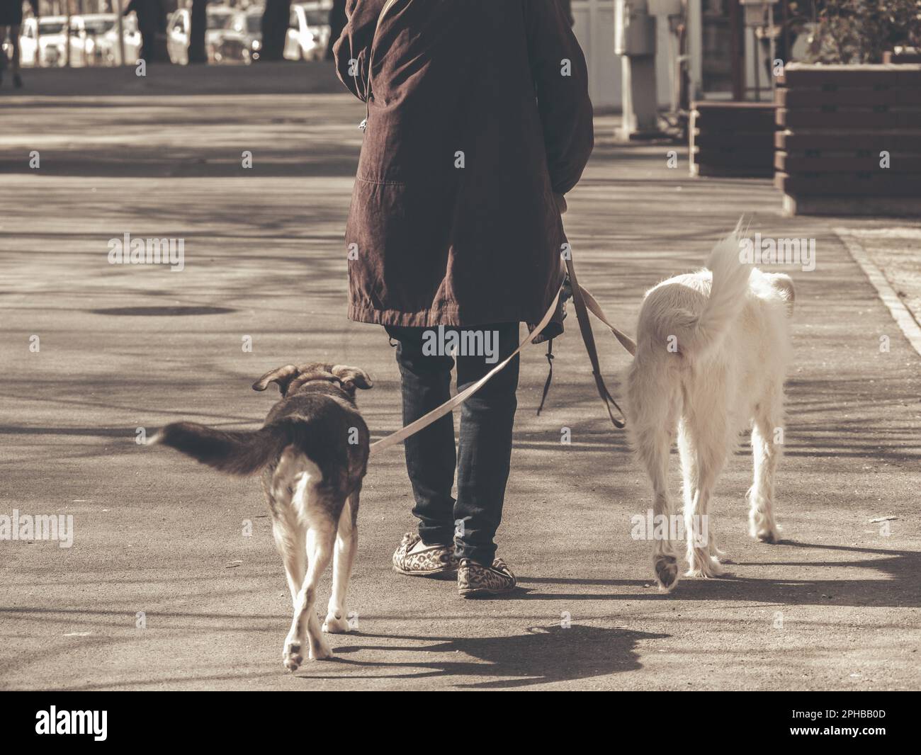 Donna non identificata che cammina due cani da compagnia sul marciapiede, a Bucarest. Foto Stock