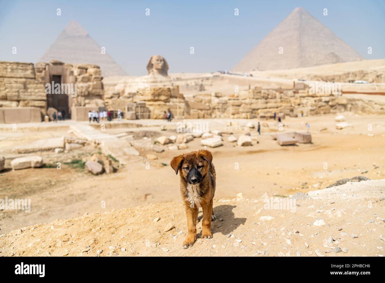 Un cucciolo randagio presso il complesso delle Piramidi di Giza in Egitto Foto Stock