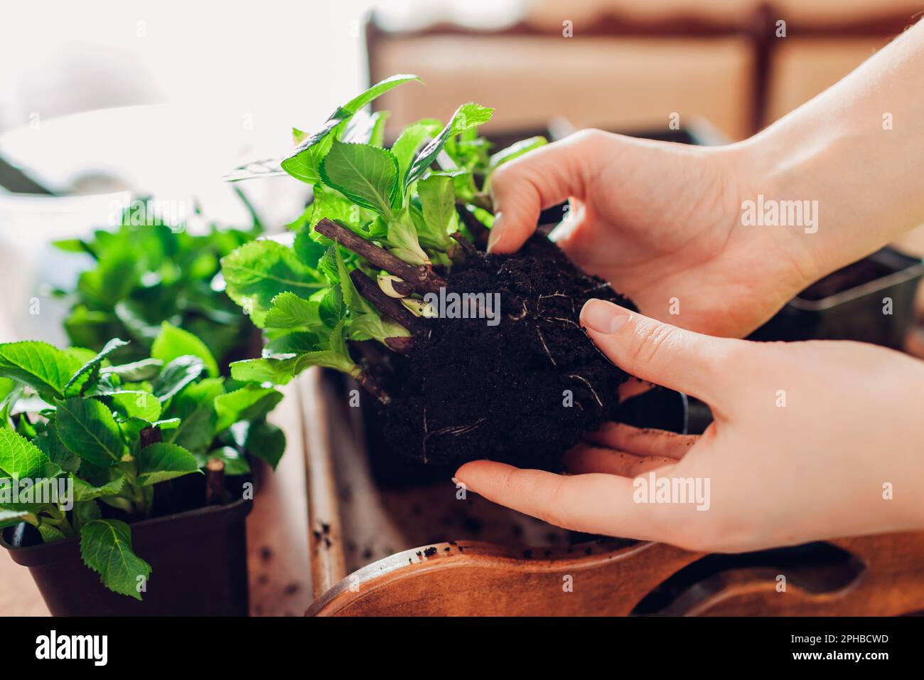 Giardiniere che controlla sistema di radice di tagli. Propagazione delle ortensie bigleaf. Trapianto di piante a casa. Giardinaggio interno Foto Stock