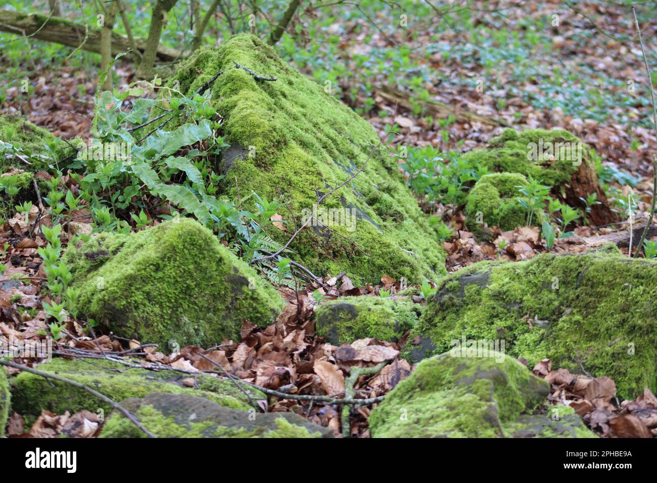 Muschio coperto rocce in una foresta vicino al castello di Stafford Foto Stock