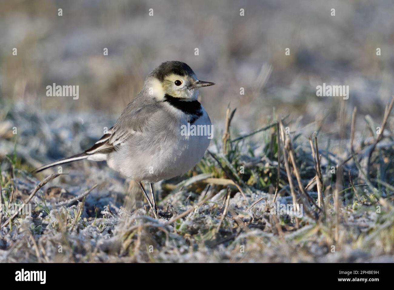 (non) straordinario... Pied Wagtail ( Motacilla alba ), giovane uccello femmina con marcature gialle sul viso. Foto Stock