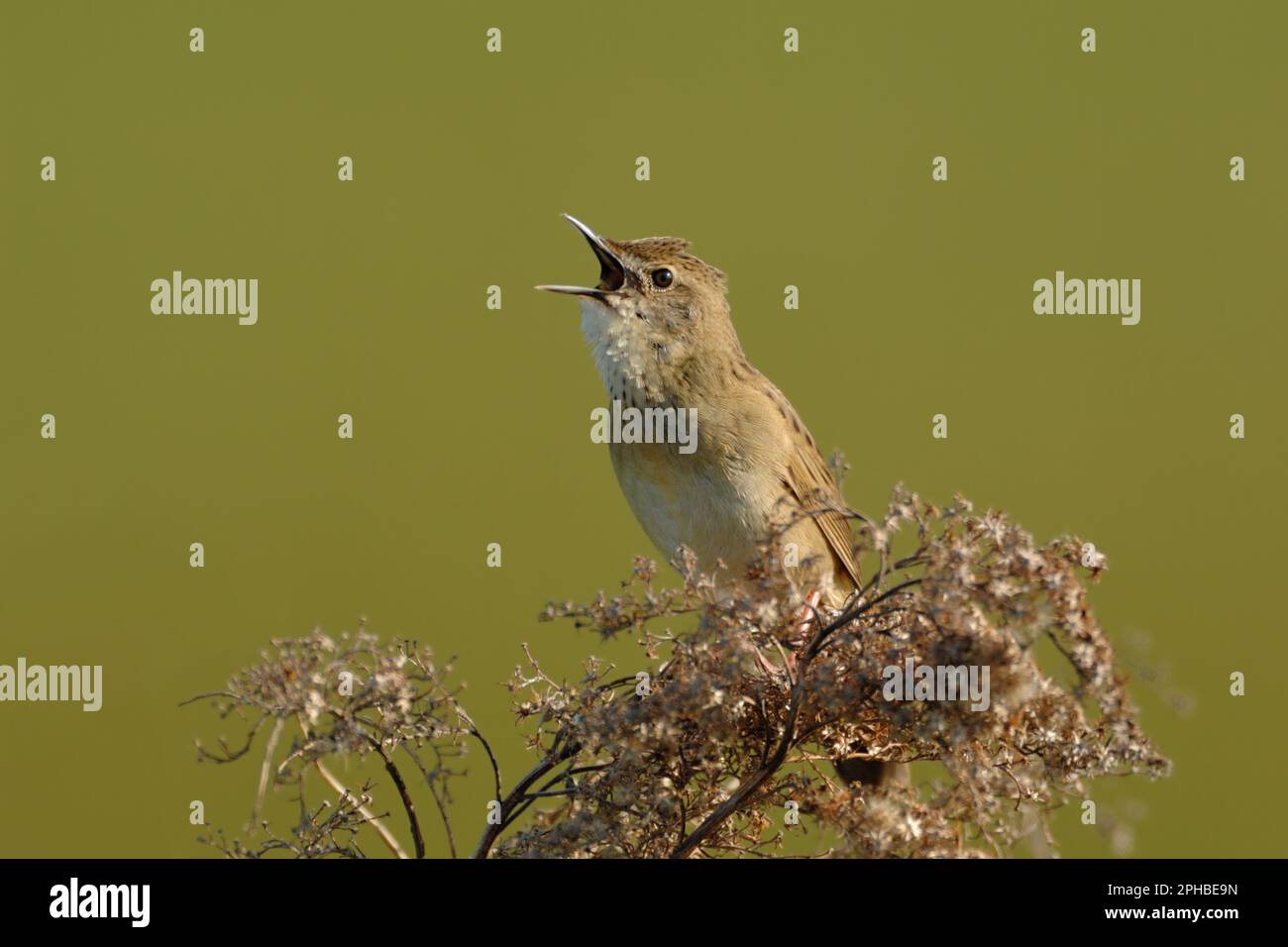 sirrr... Grasshopper Warbler ( Locustella naevia ) canta la sua canzone con il largo becco aperto Foto Stock