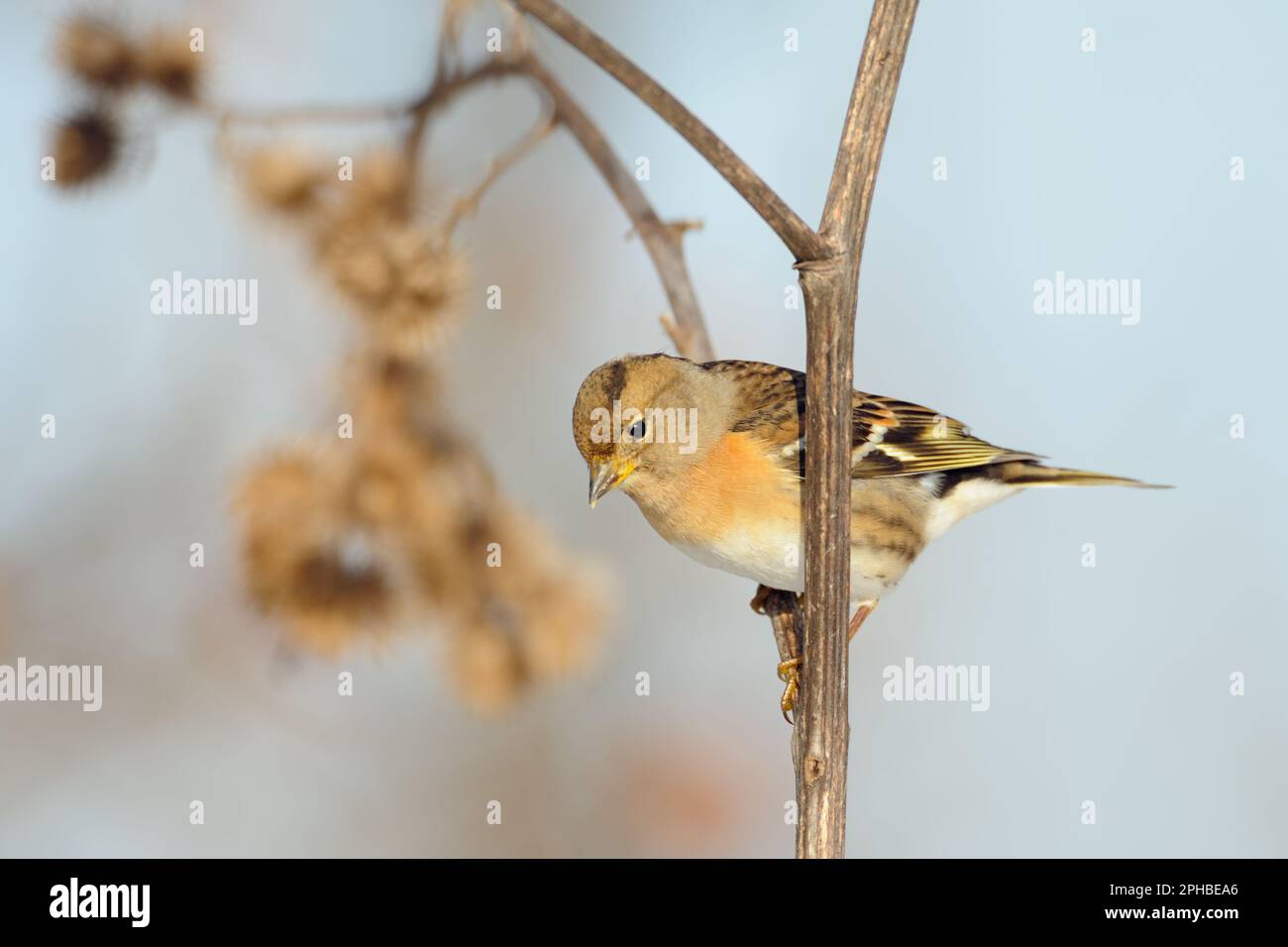 Tipico uccello migratorio, visitatore invernale in Germania... Brambling ( Fringilla montifringilla ) Foto Stock