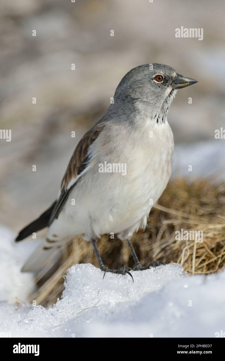 nel suo habitat... Neve Sparrow ( Montifringilla nivalis ) durante la nevicata nelle Alpi. Foto Stock