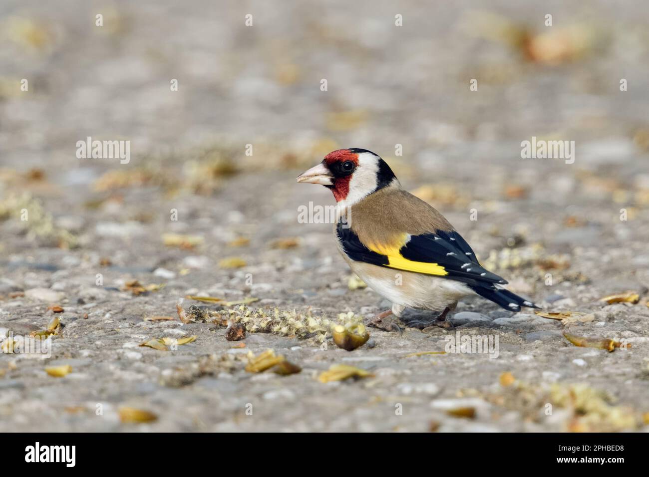 in cerca di cibo... Goldfinch ( Carduelis carduelis ) si nutre dei semi di un pioppo nero. Foto Stock
