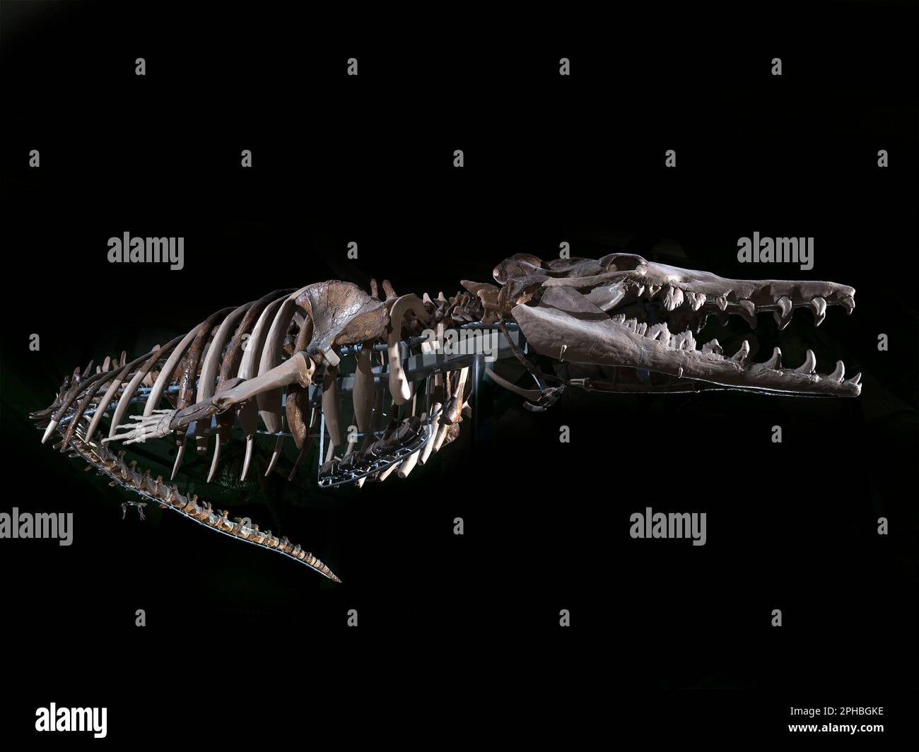 Basilosaurus Skeleton, Museo Nazionale di Storia Naturale, Washington DC Foto Stock