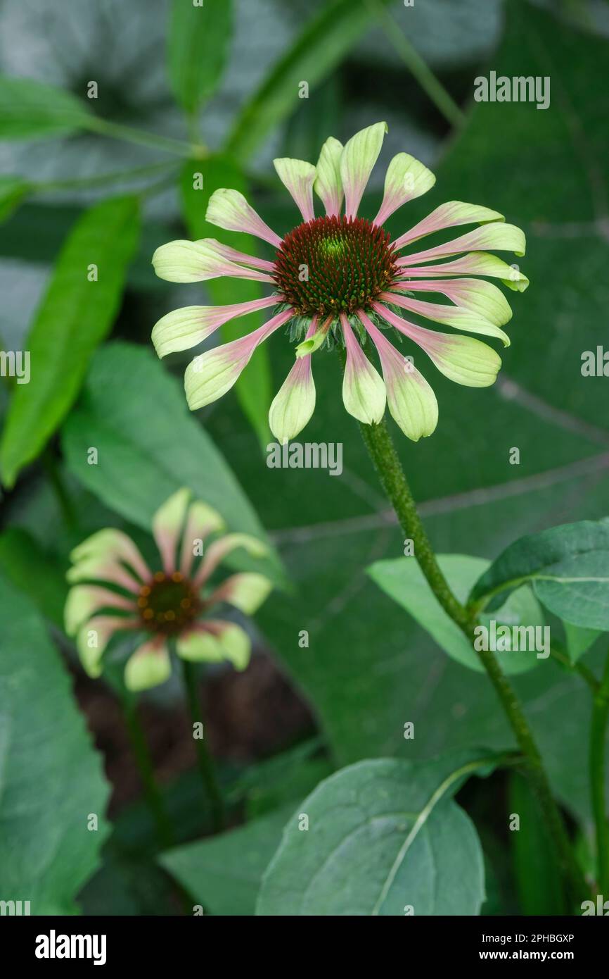 Echinacea purpurea Twister verde, Twister verde coneflower, petali verde lime che passano a rosa lilla pallido Foto Stock