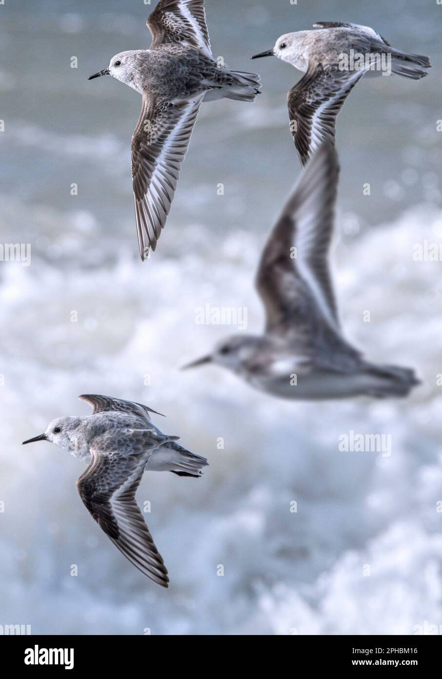 Gregge di pascoli (Calidris alba) uccelli migratori che volano in un piumaggio non riproduttivo in una giornata ventosa durante la tempesta invernale tardiva all'inizio della primavera Foto Stock