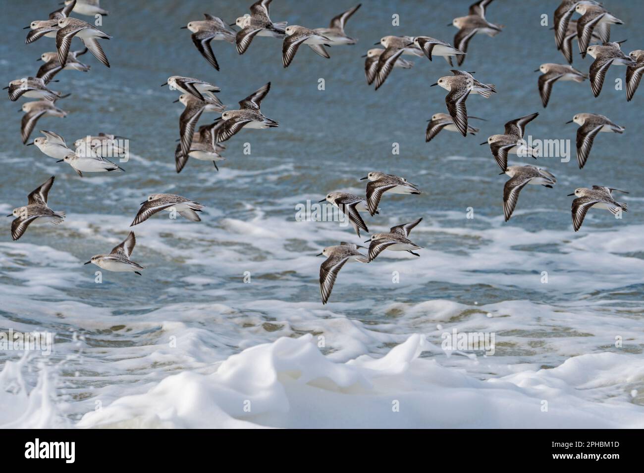 Gregge di pascoli (Calidris alba) uccelli migratori che volano in un piumaggio non riproduttivo in una giornata ventosa durante la tempesta invernale tardiva all'inizio della primavera Foto Stock
