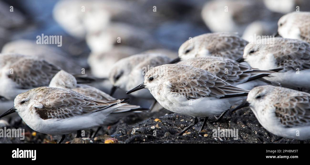 Stormo di pascoli (Calidris alba) uccelli migratori in un piumaggio non riproduttivo che riposa sulla costa rocciosa all'inizio della primavera Foto Stock