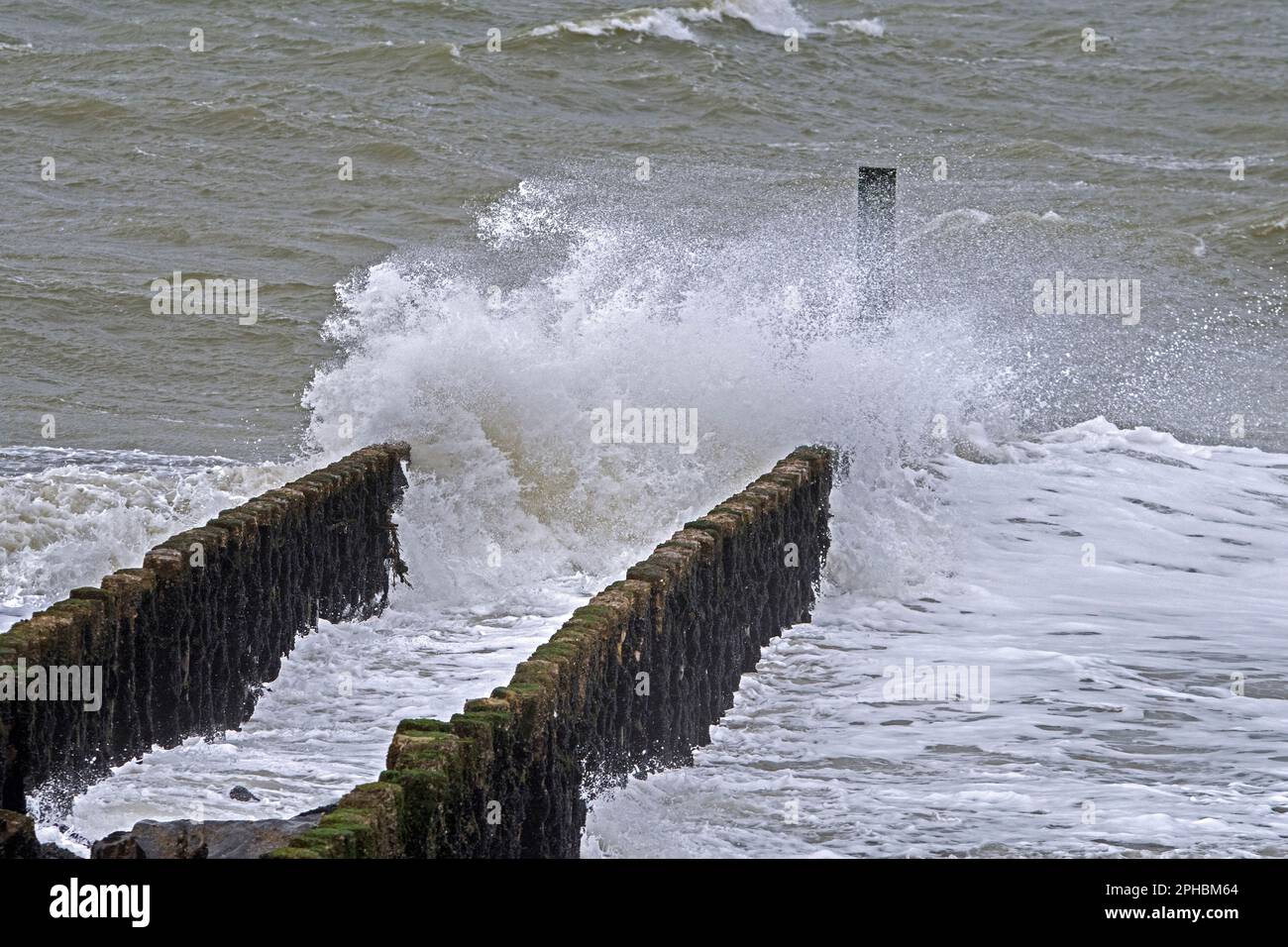 Onde che si schiantano in groyne di legno / frangiflutti per evitare l'erosione della spiaggia durante la tempesta invernale lungo la costa del Mare del Nord in Zeeland, Paesi Bassi Foto Stock