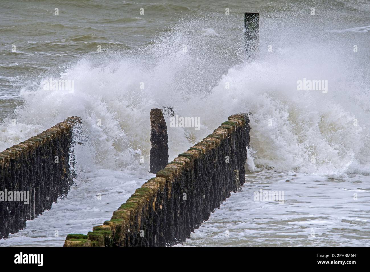 Onde che si schiantano in groyne di legno / frangiflutti per evitare l'erosione della spiaggia durante la tempesta invernale lungo la costa del Mare del Nord in Zeeland, Paesi Bassi Foto Stock