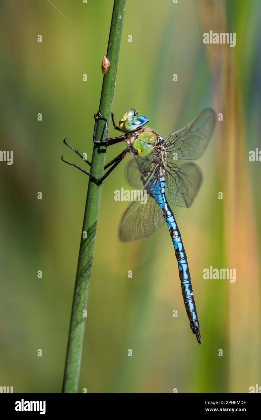 L'imperatore libellula o imperatore blu (Anax imperator) Foto Stock