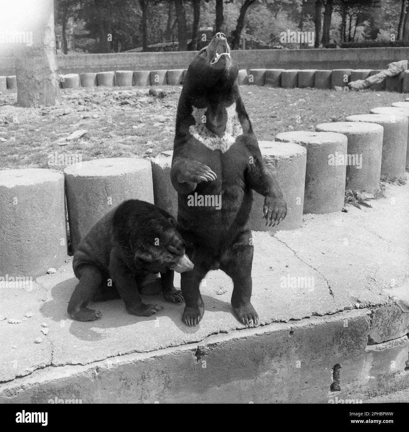 1950s, storico, due orsi hamalayani, uno in piedi sulle gambe posteriori, l'altro che si accovacciano, sul bordo del loro recinto a Chester zoo, Inghilterra, Regno Unito. Materiali del dopoguerra risparmiati da WW2 blocchi stradali e trappole, come i pilastri in cemento qui visti, sono stati utilizzati in molti dei recinti degli animali. Foto Stock