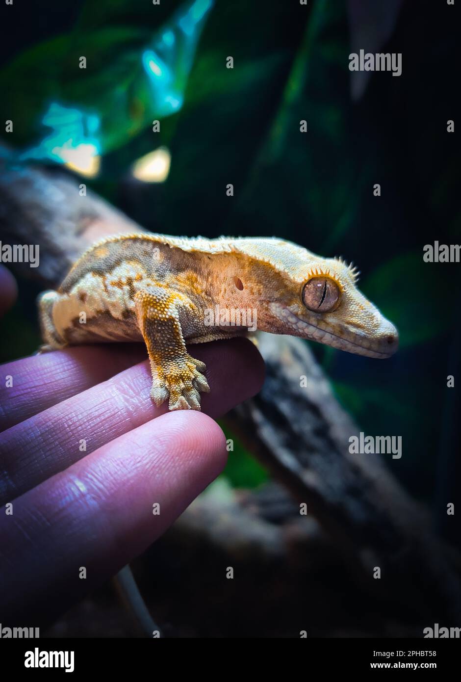 il mio bellissimo geckos crested in terrariurm Foto Stock