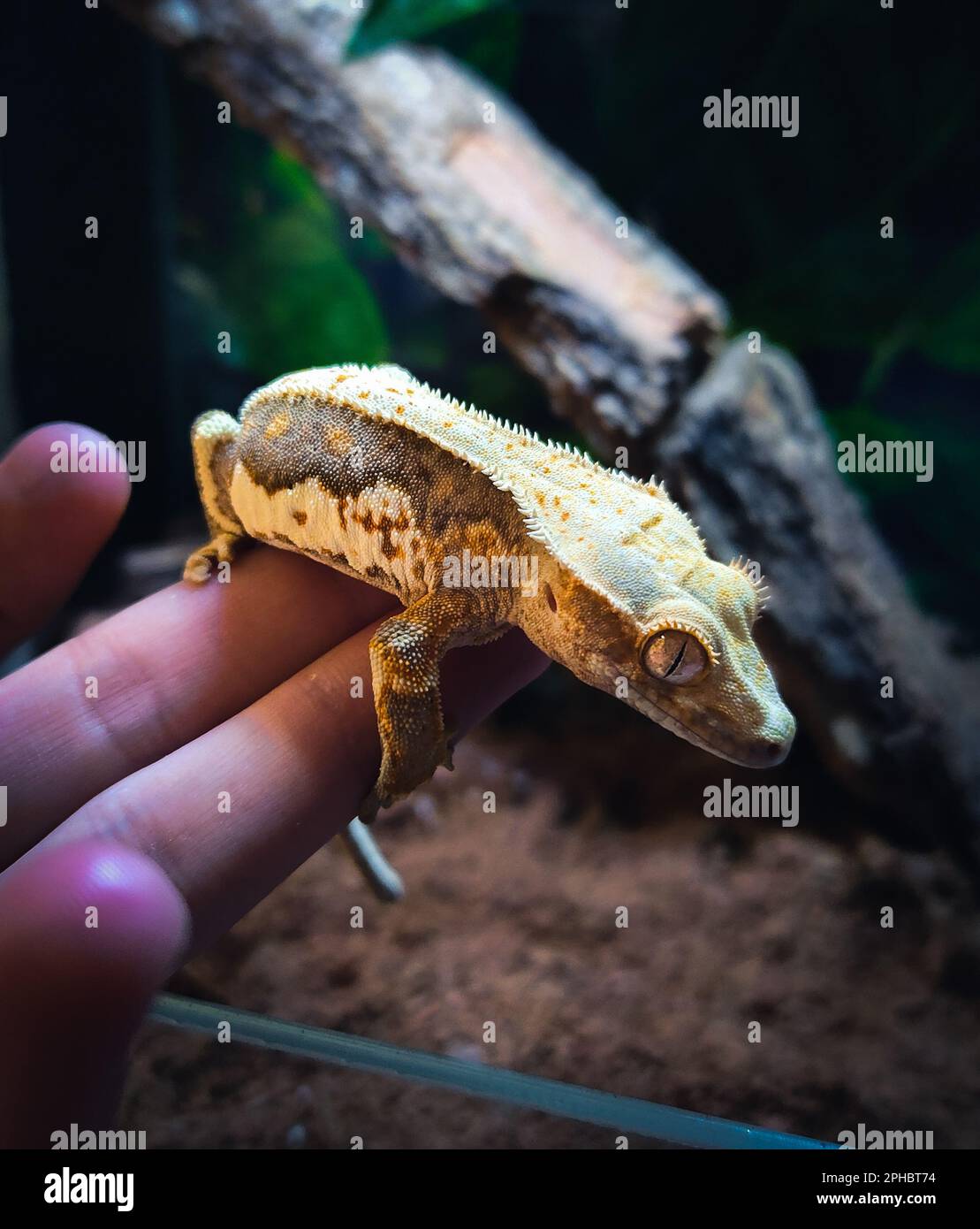 il mio bellissimo geckos crested in terrariurm Foto Stock