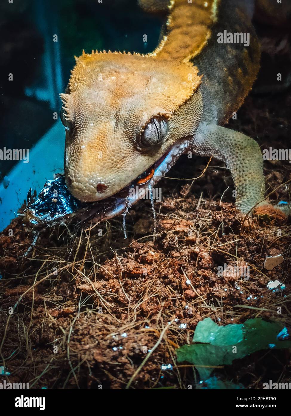 il mio bellissimo geckos crested in terrariurm Foto Stock