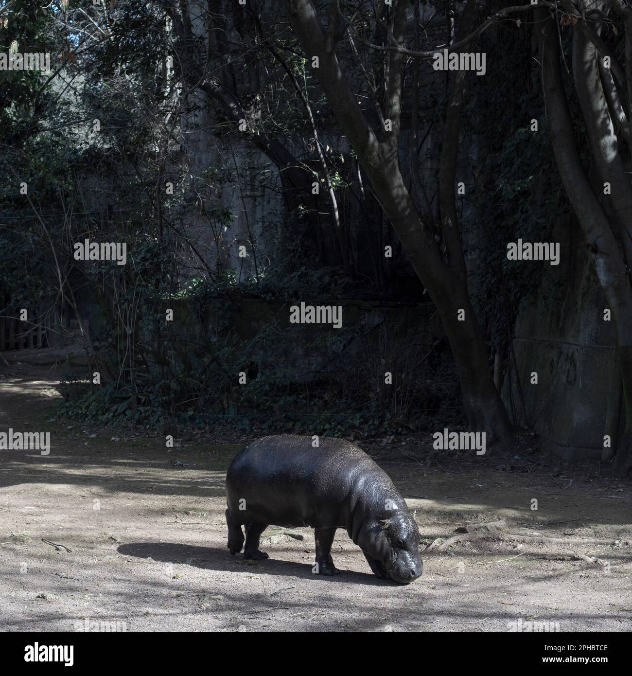 un ippopotamo pygmy si nutre alla biofarmaceutica di roma Foto Stock