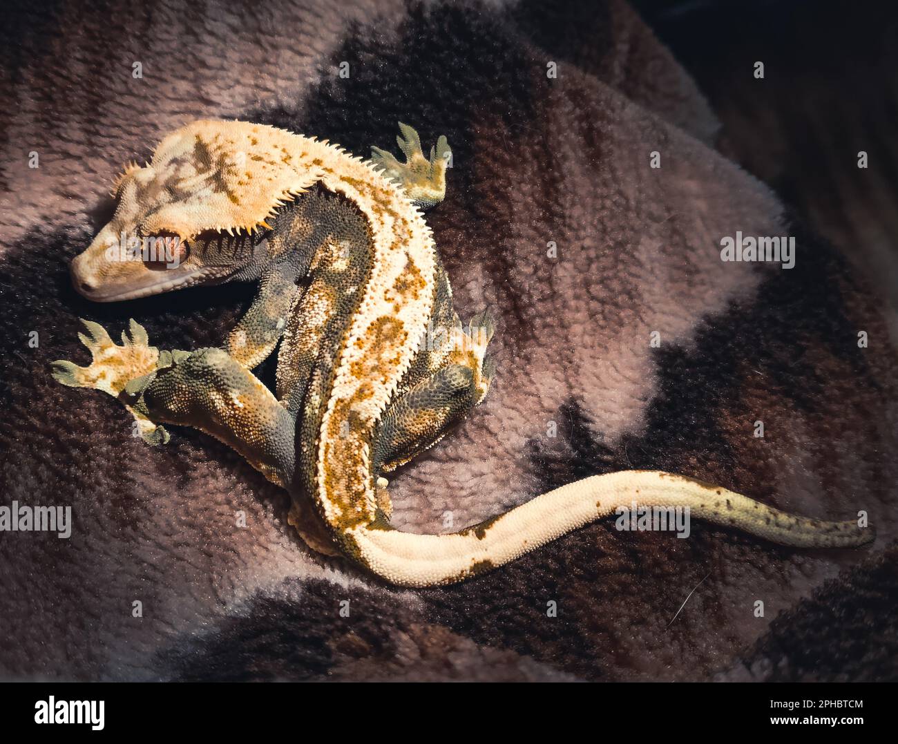 il mio bellissimo geckos crested in terrariurm Foto Stock