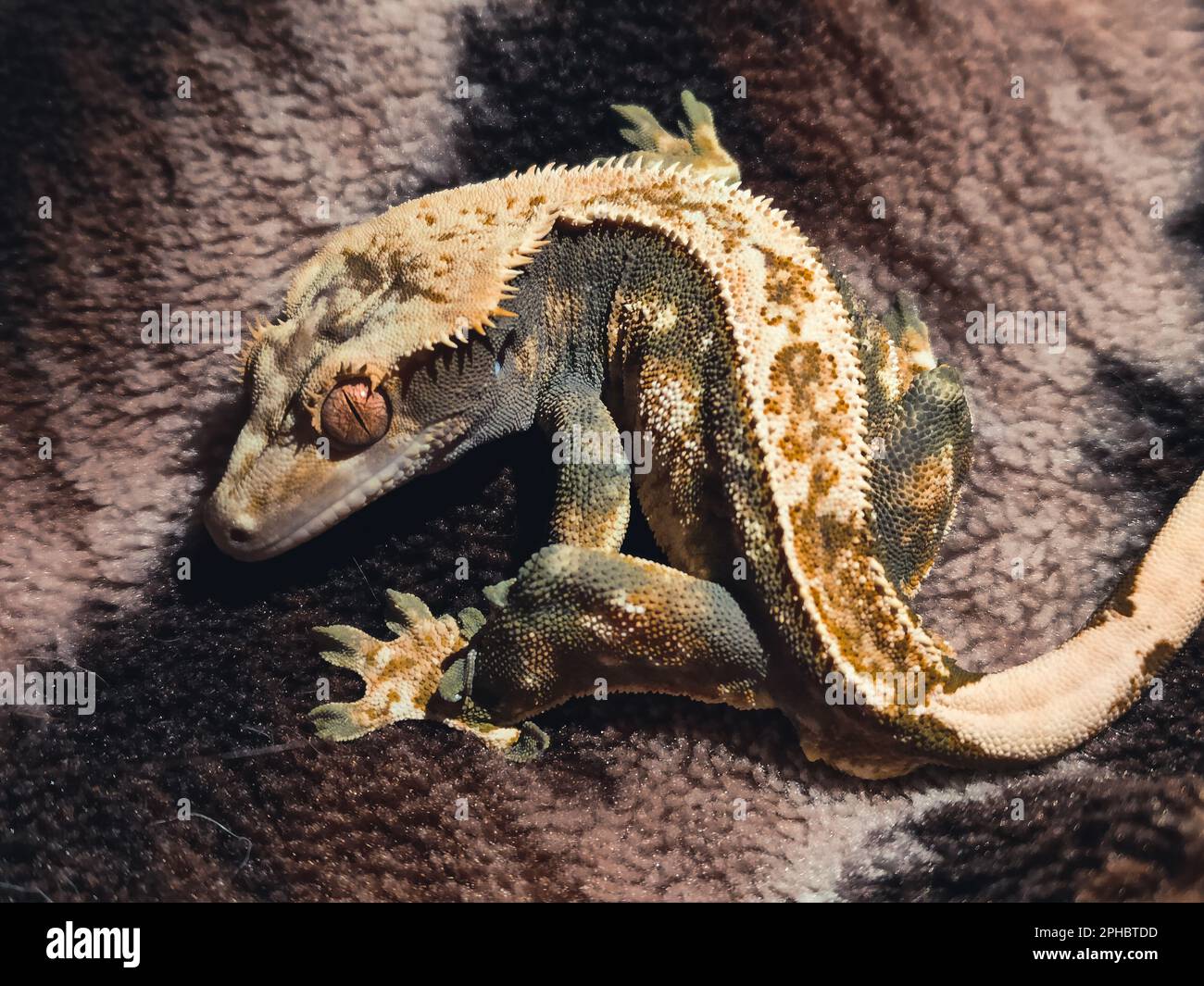 il mio bellissimo geckos crested in terrariurm Foto Stock