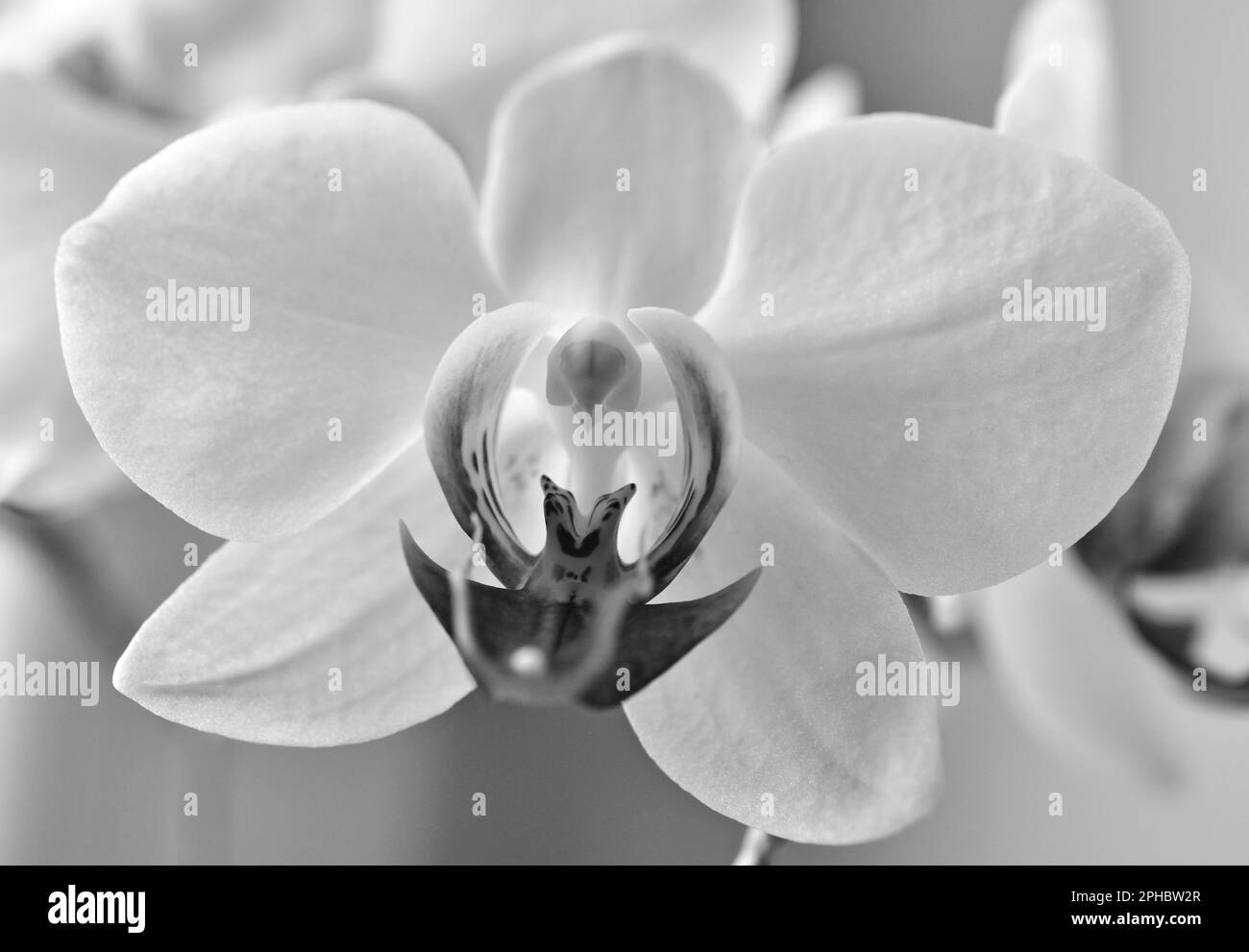 Orchidea fiore in bianco e nero Foto Stock