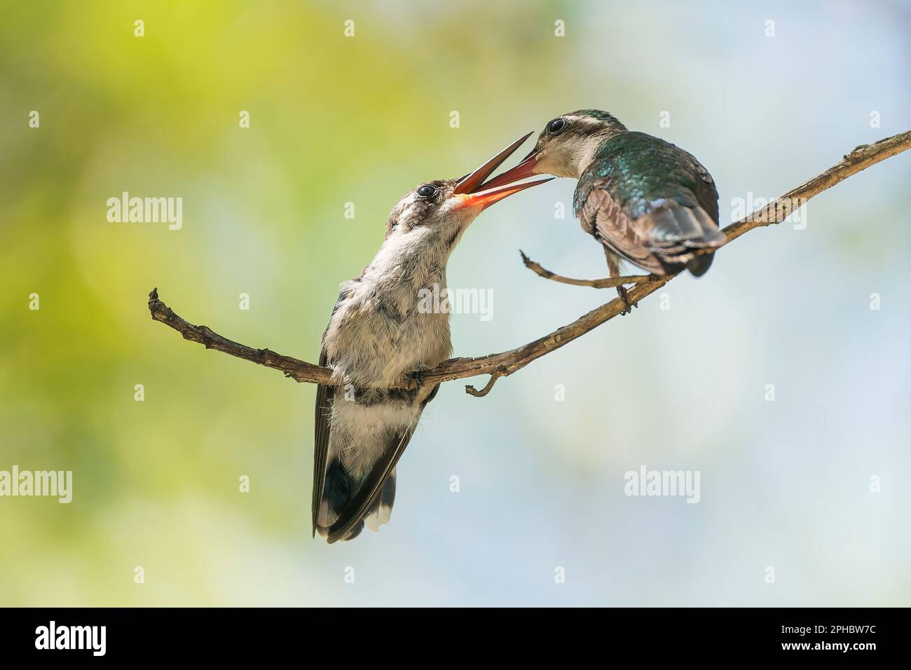 Colibrì di mango dal petto verde, Anthracotorax prevostii, femmina adulta che nutre il pulcino di recente uscita sul ramo dell'albero, Roatan, Honduras Foto Stock