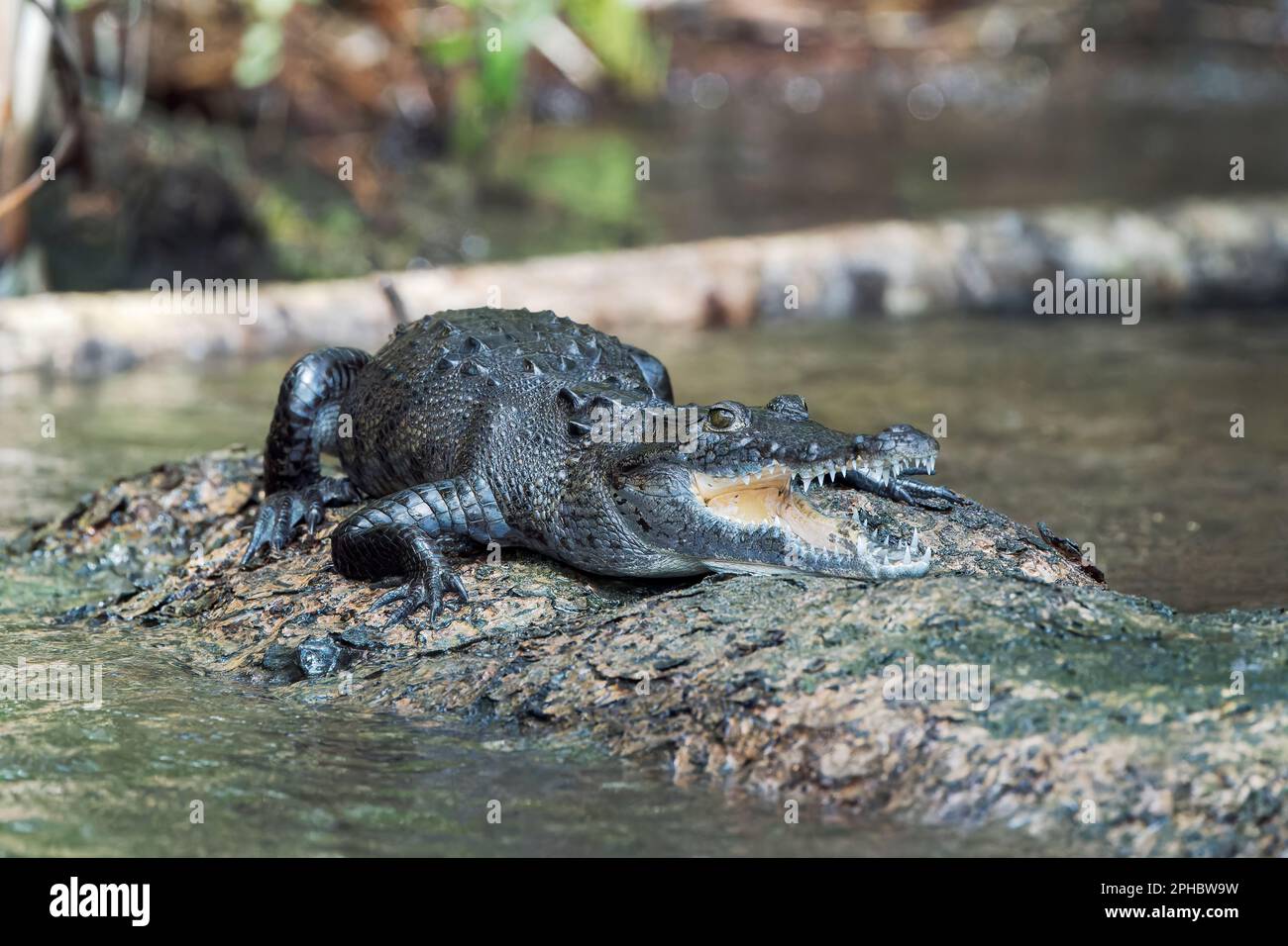 Coccodrillo di Morelet, Crocodylus moreletii, adulto singolo che riposa su fango con bocca aperta, Belize, America Centrale Foto Stock