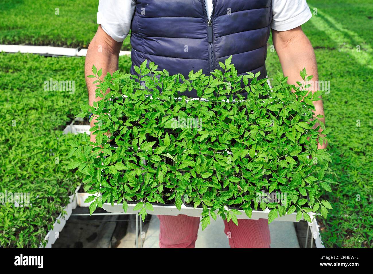 Le mani di un agricoltore maschile tengono un vassoio con piante di pomodoro che crescono in una serra, verdure biologiche - Italia Foto Stock