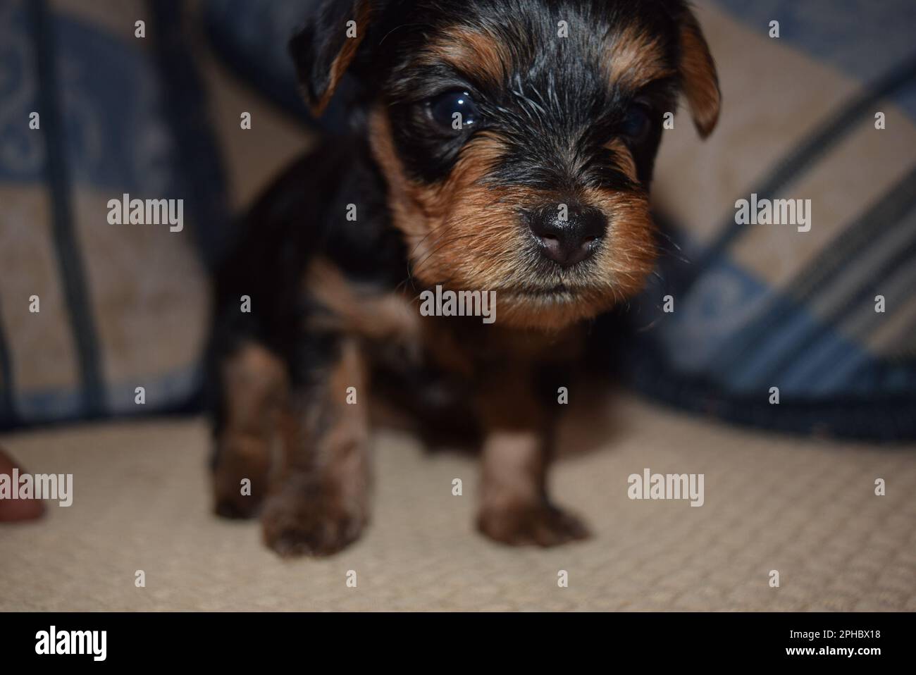 cucciolo carino nato Foto Stock