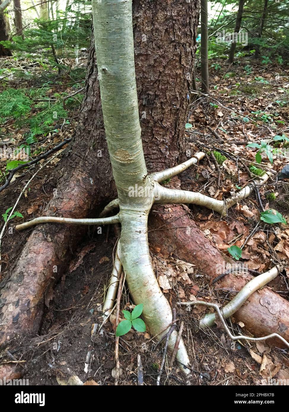 Le radici di un albero nuovo che cresce sopra le radici di un albero vecchio. Foto Stock