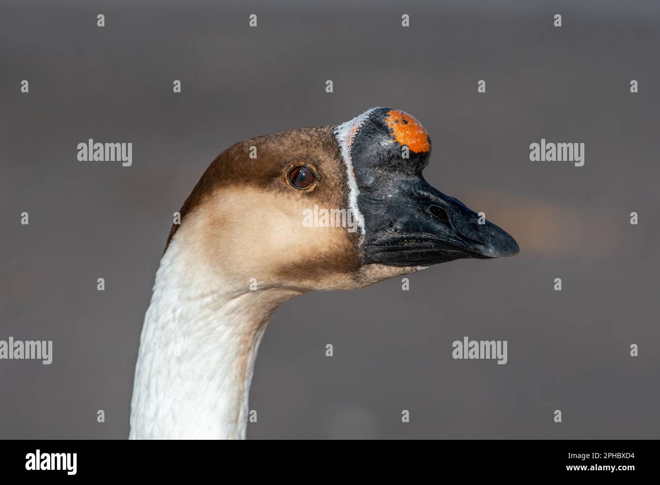 Un profilo della testa di un'oca addomesticata chiamata un'oca di Swan che è andato feral in un parco della città del Colorado. Foto Stock