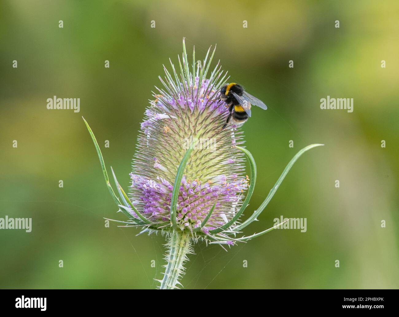 Un Bumble Bee (Bombus lucorum) a strisce gialle e nere che si nutre su un Teasel viola . Preso su uno sfondo verde .Suffolk, Regno Unito Foto Stock