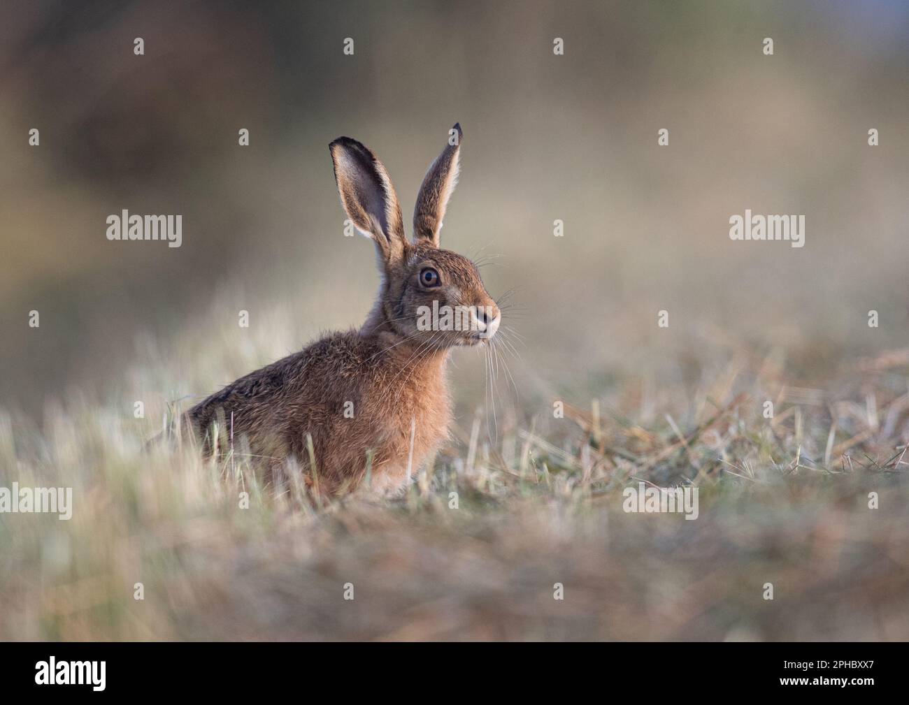 Una lepre marrone ( Lepus europaeus ) seduta in un prato , con un bel bagliore di luce solare misteriosa su di lui . Colori pastello . Suffolk, Regno Unito Foto Stock
