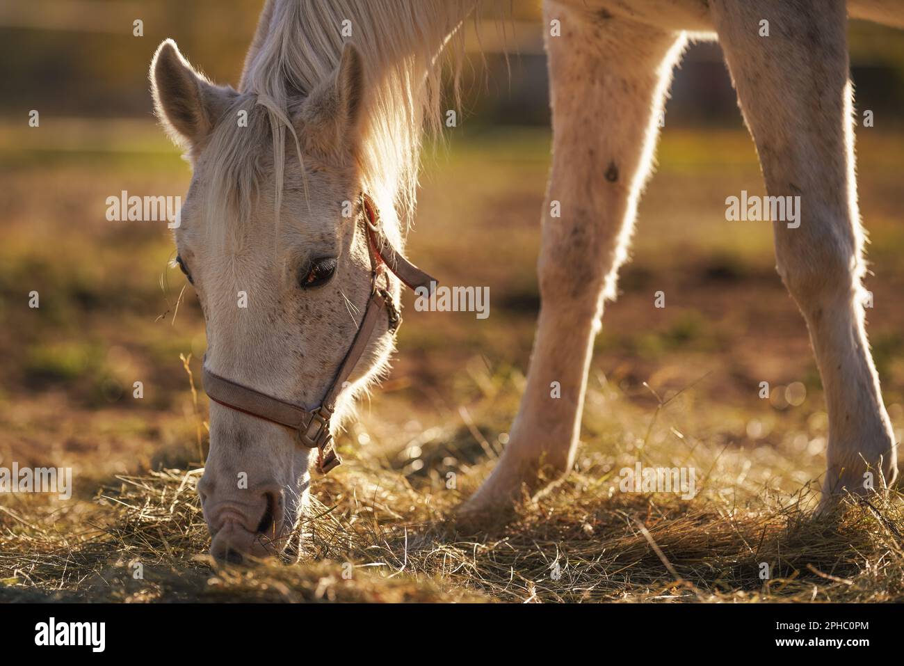 Cavallo arabo bianco che mangia fieno da terra, dettaglio primo piano sulla testa, sfondo del sole retroilluminato Foto Stock