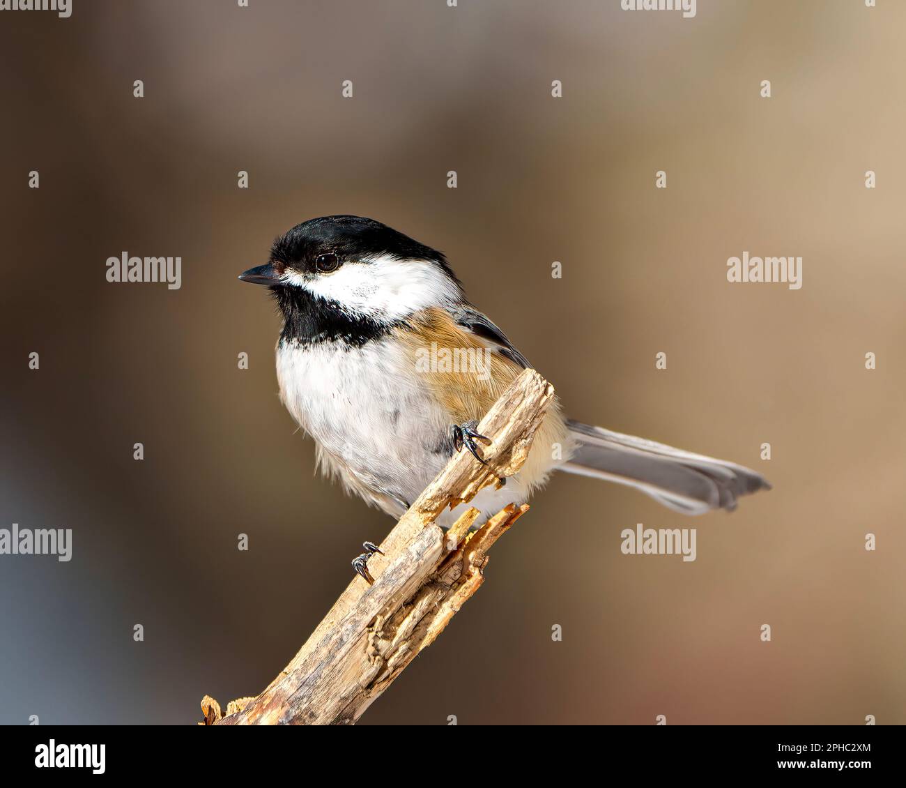 Chickadee primo piano vista del profilo arroccato su un ramoscello con sfondo marrone sfocato nel suo ambiente e habitat circostante. Immagine Chickadee con cappuccio nero. Foto Stock