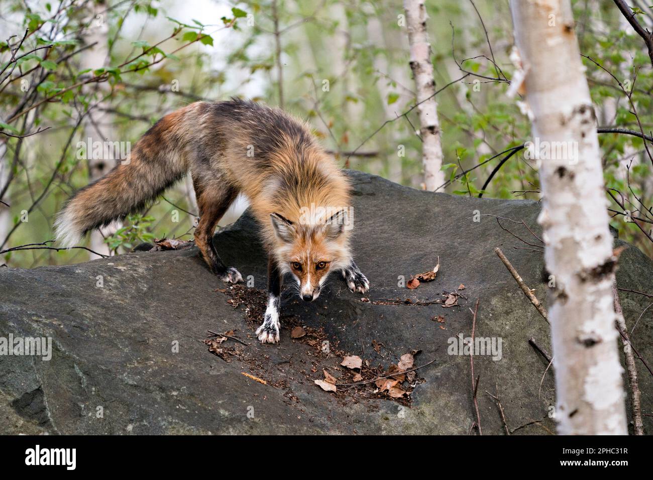 Volpe rossa in primo piano su una grande roccia con sfondo forestale nel suo habitat e ambiente. Immagine. Verticale. Immagine FOX. Foto Stock