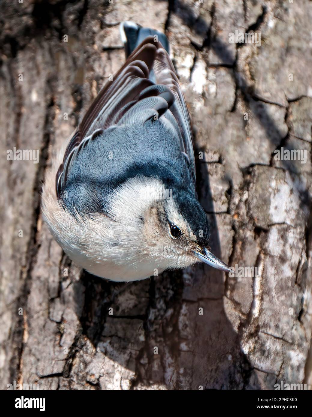 Nuthatch bianco-breasted arroccato su un tronco di albero con uno sfondo sfocato nel suo ambiente e habitat circostante. Nuthatch Ritratto guardando verso il basso. Foto Stock Nuthatch bianco-breasted arroccato su un tronco di albero con uno sfondo sfocato nel suo ambiente e habitat circostante. Nuthatch Ritratto guardando verso il basso. Foto Stock